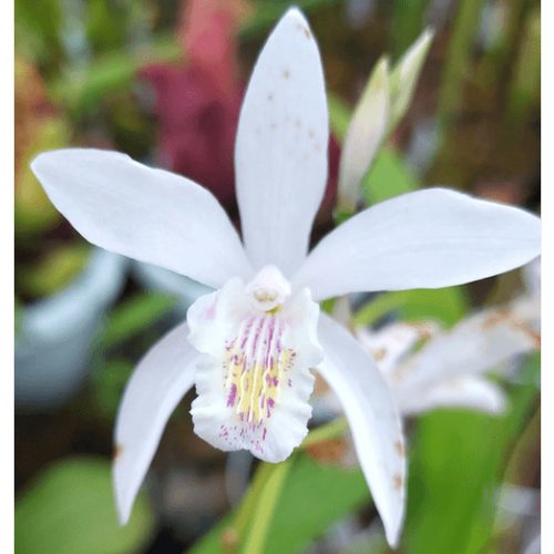 Télálló orchidea - Japán orchidea - Bletilla Alba