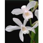 Télálló orchidea - Japán orchidea - Bletilla Alba