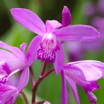 Télálló orchidea - Kerti orchidea - Bletilla