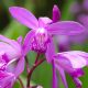Télálló orchidea - Kerti orchidea - Bletilla