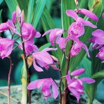 Télálló orchidea - Kerti orchidea - Bletilla