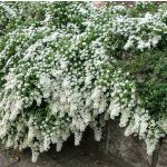 Terülő őszirózsa - Snow Flurry