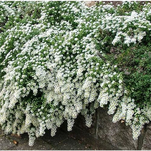 Terülő őszirózsa - Snow Flurry