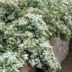 Terülő őszirózsa - Snow Flurry