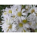 Terülő őszirózsa - Snow Flurry