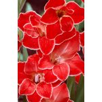 Törpe kardvirág - Atom