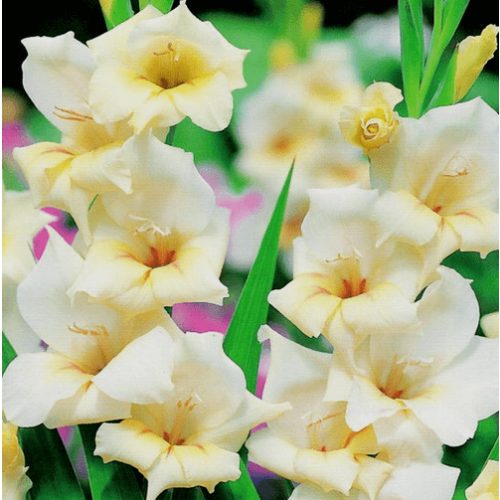 Törpe kardvirág - Halley