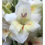 Törpe kardvirág - Halley