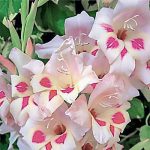 Törpe kardvirág - Elvira