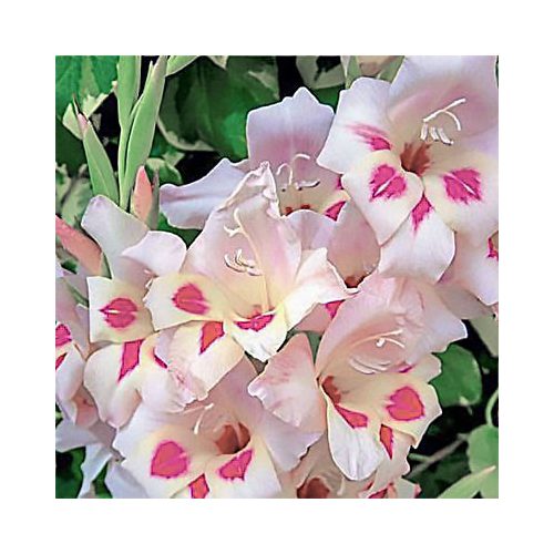 Törpe kardvirág - Elvira