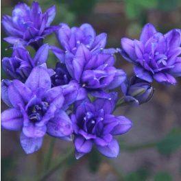 Dupla csillagliliom - Triteleia Aquarius