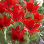 Csokros botanikai tulipán - Honky Tonk, citromsárga botanikai tulipán