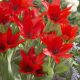 Csokros botanikai tulipán - Honky Tonk, citromsárga botanikai tulipán