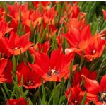 Csokros botanikai tulipán - Honky Tonk, citromsárga botanikai tulipán
