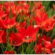Csokros botanikai tulipán - Honky Tonk, citromsárga botanikai tulipán