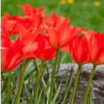 Csokros botanikai tulipán - Honky Tonk, citromsárga botanikai tulipán