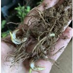 Bálványvirág - Queen Victoria