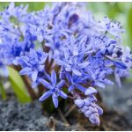 Tavaszi csillagvirág - Scilla