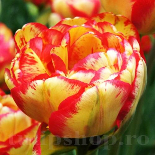 Bazsarózsa virágú tulipán - Sundowner