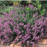 Teucrium x lucydris - Gamandor