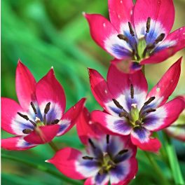 Botanikai /törpe/ tulipán