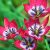 Botanikai /törpe/ tulipán