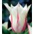 Liliomvirágú tulipán