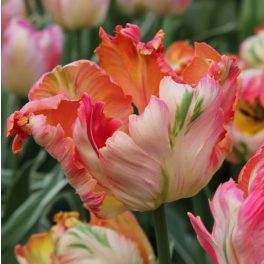 Papagájtulipán