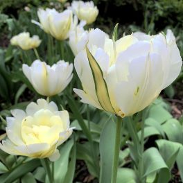 Korai tulipán