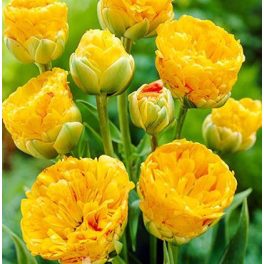 Dupla tulipán