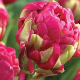 Késői tulipán