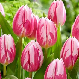Szimpla virágú tulipán