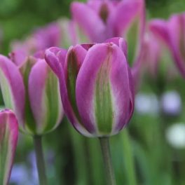 Viridiflora tulipán