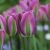 Viridiflora tulipán
