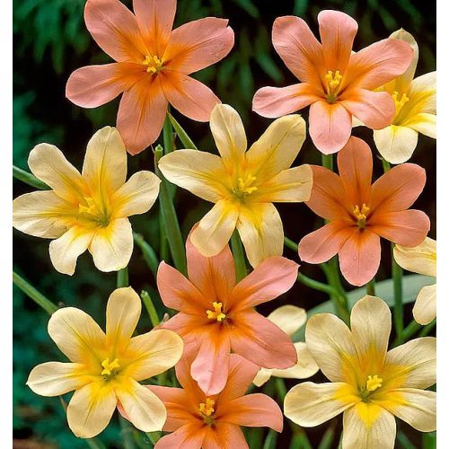 Különleges évelő virág - Homeria / Moraea/ színkeverék