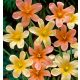 Különleges évelő virág - Homeria / Moraea/ színkeverék