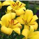 Yellow Planet - trombita liliom