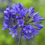 Afrikai szerelemvirág - kék - Agapanthus