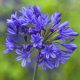 Afrikai szerelemvirág - kék - Agapanthus