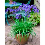 Afrikai szerelemvirág - kék - Agapanthus