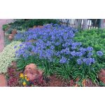 Afrikai szerelemvirág - kék - Agapanthus