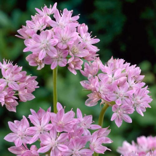 Rózsaszín díszhagyma - Allium unifolium