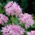 Rózsaszín díszhagyma - Allium unifolium