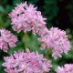 Rózsaszín díszhagyma - Allium unifolium