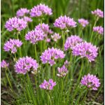 Rózsaszín díszhagyma - Allium unifolium