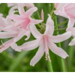 Amarine belladiva Emanuelle