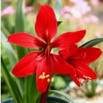 Amaryllis orchidea - Hippeastrelia Durga Pradhan