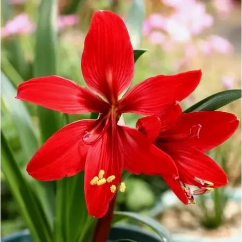 Amaryllis orchidea - Hippeastrelia Durga Pradhan