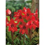 Amaryllis orchidea - Hippeastrelia Durga Pradhan