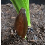 Amaryllis orchidea - Hippeastrelia Durga Pradhan